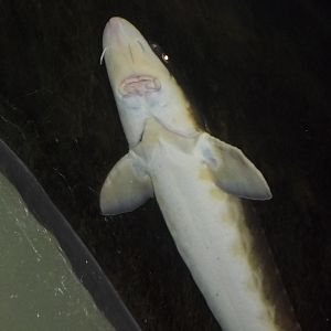 Shortnose Sturgeon