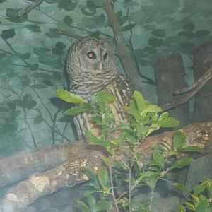 Barred Owl