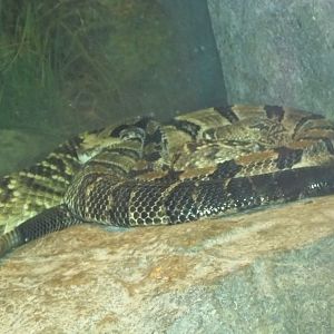 Timber Rattlesnake
