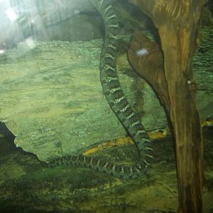 Water Snake