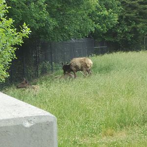 Elk