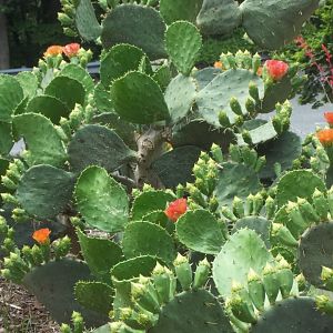 Prickly Pears