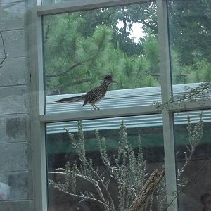 Greater Roadrunner