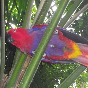 Eclectus Parrot