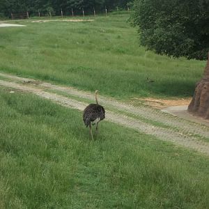 Ostrich