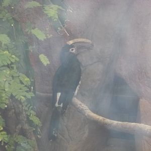Trumpeter Hornbill