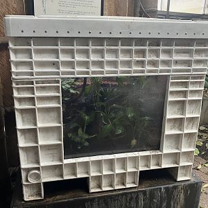 Tropical Encounters - Brazilian Rainbow Boa/Amazon Milky Frog Terrarium