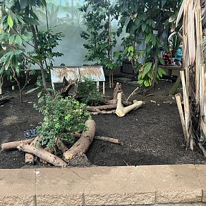 Tropical Encounters - Red Footed Tortoise Exhibit