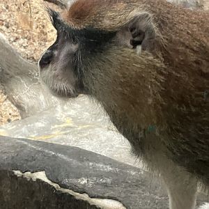 Patas Monkey
