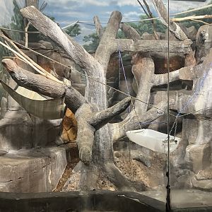 Primates - Patas Monkey Exhibit