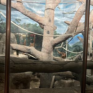Primates - Orangutan Exhibit