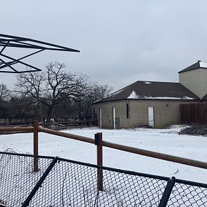 African Hoofstock - Giraffe/Common Ostrich/Plains Zebra Exhibit