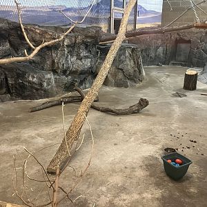 Large Cats - Serval Exhibit