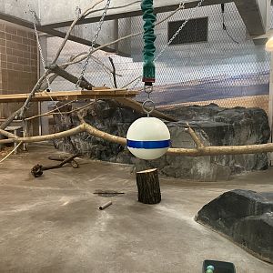 Large Cats - Serval Exhibit