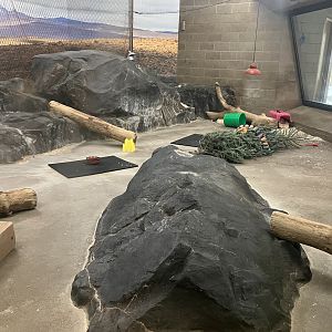 Large Cats - Six-Banded Armadillo Exhibit