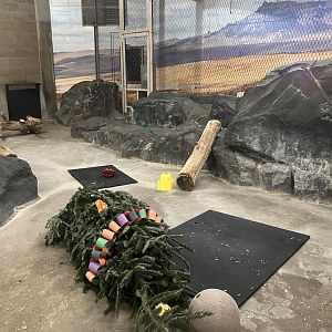 Large Cats - Six-Banded Armadillo Exhibit