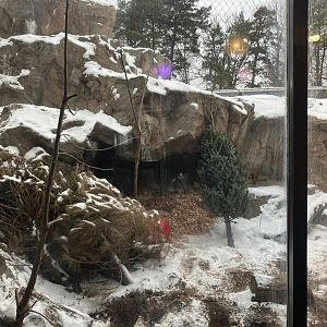 Large Cats - Snow Leopard Exhibit