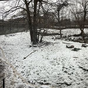 Large Cats - Amur Tiger Exhibit