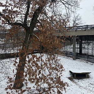 Large Cats - Lion Exhibit