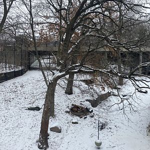 Large Cats - Lion Exhibit