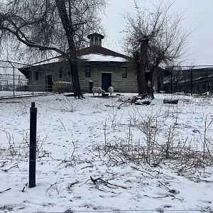 Old Hoofstock - Dall’s Sheep Exhibit #2