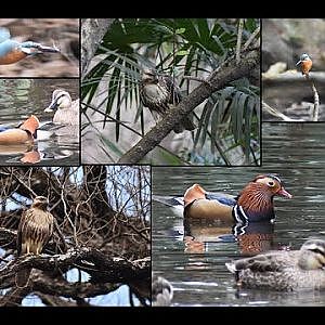 Institute for Nature Study | Birding [Video taken February 17, 2024] - YouTube