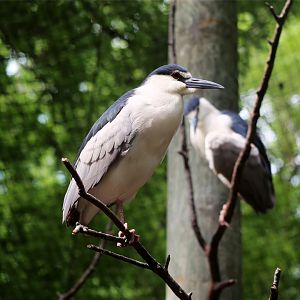 Black-crowned Night-heron