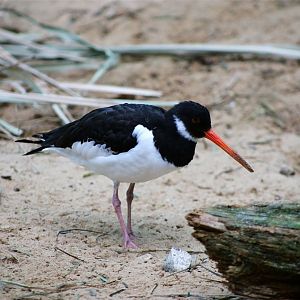 Eurasian Oystercatcher