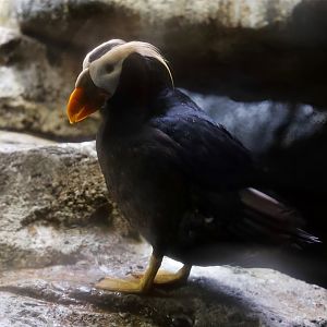 Tufted Puffin (Fratercula cirrhata)