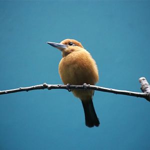 Guam Kingfisher (Todiramphus cinnamominus)