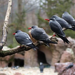 Inca Tern
