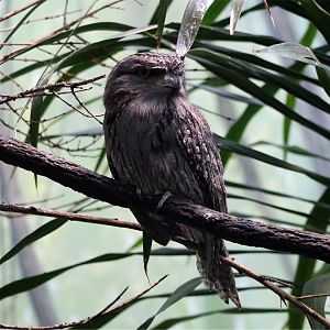 Tawny Frogmouth