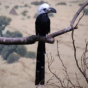 Western Long-tailed Hornbill (Horizocerus albocristatus)