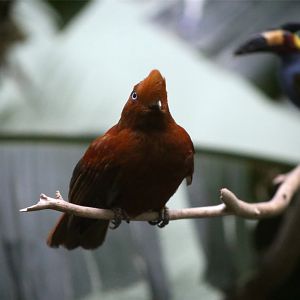 Andean Cock-of-the-rock Female