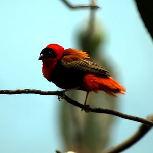 Northern Red Bishop (Euplectes franciscanus)