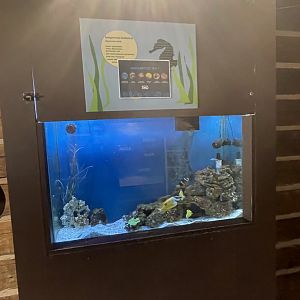Mixed Saltwater Tank