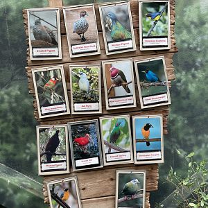 Walk-Through Aviary Species List