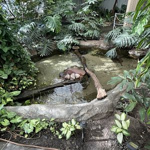 Walk-Through Aviary Pools