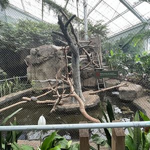 Green Iguana Exhibit