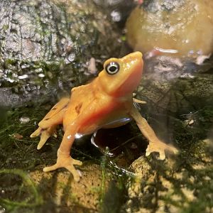 Panamanian Golden Frog