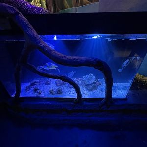Diamondback Terrapin Exhibit