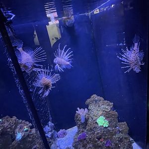 Lionfish Tank