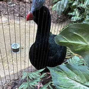 Helmeted Curassow