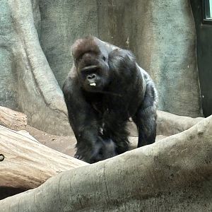 Western Lowland Gorilla