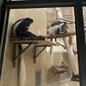 Eastern Black-and-White Colobus