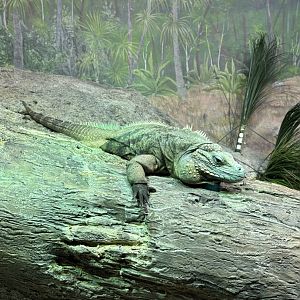 Grand Cayman Blue Iguana