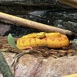 Eyelash Viper