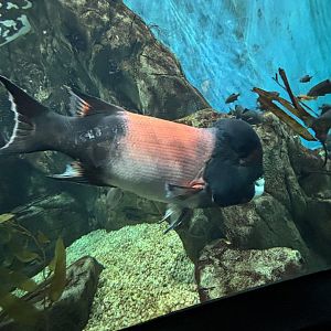 California Sheephead