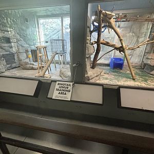 Ring-Tailed Lemur Training Area