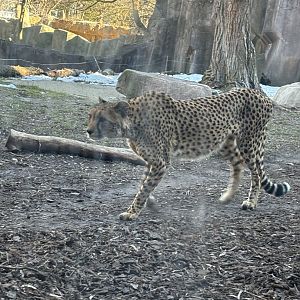 Cheetah
